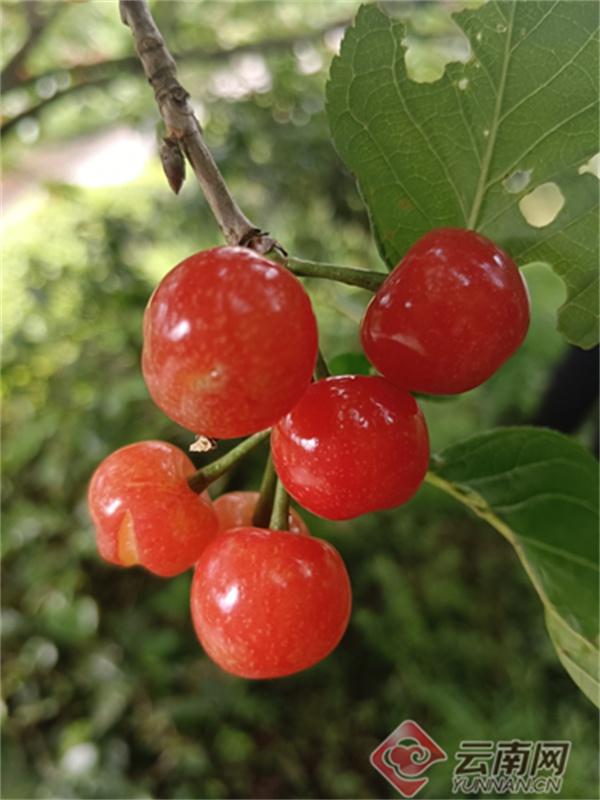 一珠珠鲜红的樱桃挂在枝头 供图