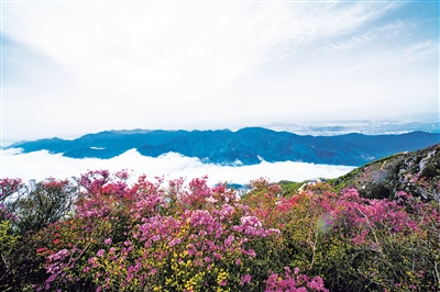 金峨山杜鹃花开漫山如霞
