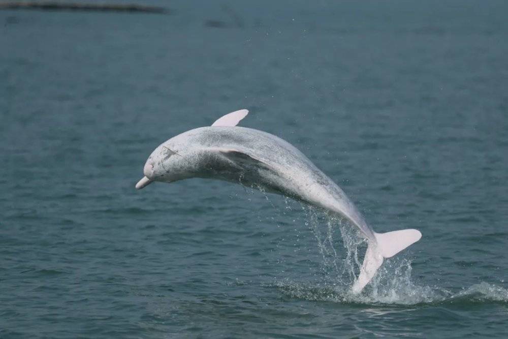 中华白海豚跃出水面./郑锐强 摄