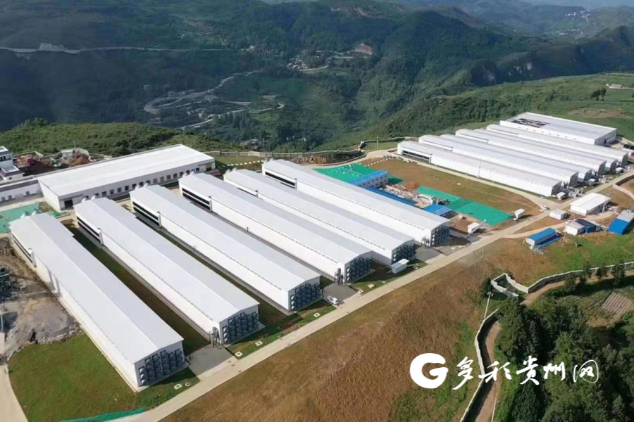 毕节纳雍:养鸡场实现近500人家门口就业致富