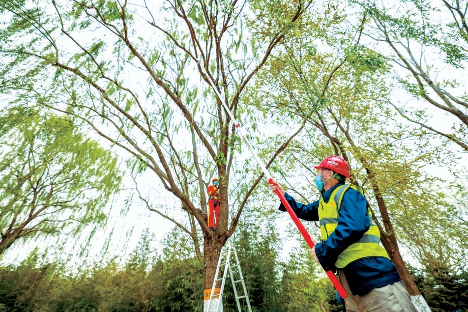 全市划定223个飞絮重点防治区_新浪财经_新浪网