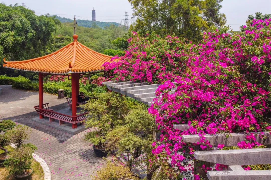 惊艳高达三层楼江门簕杜鹃花瀑布美翻了