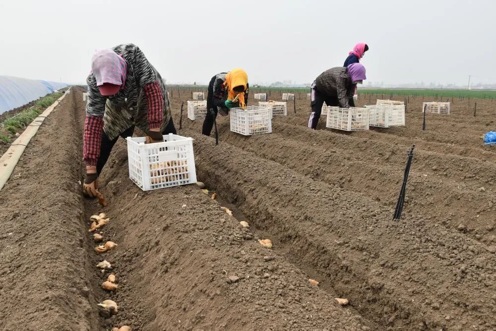 姜农正在往垄沟里摆放姜苗.(受访者供图)