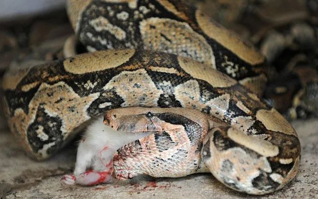 蟒蛇吞猎物为什么不会噎死