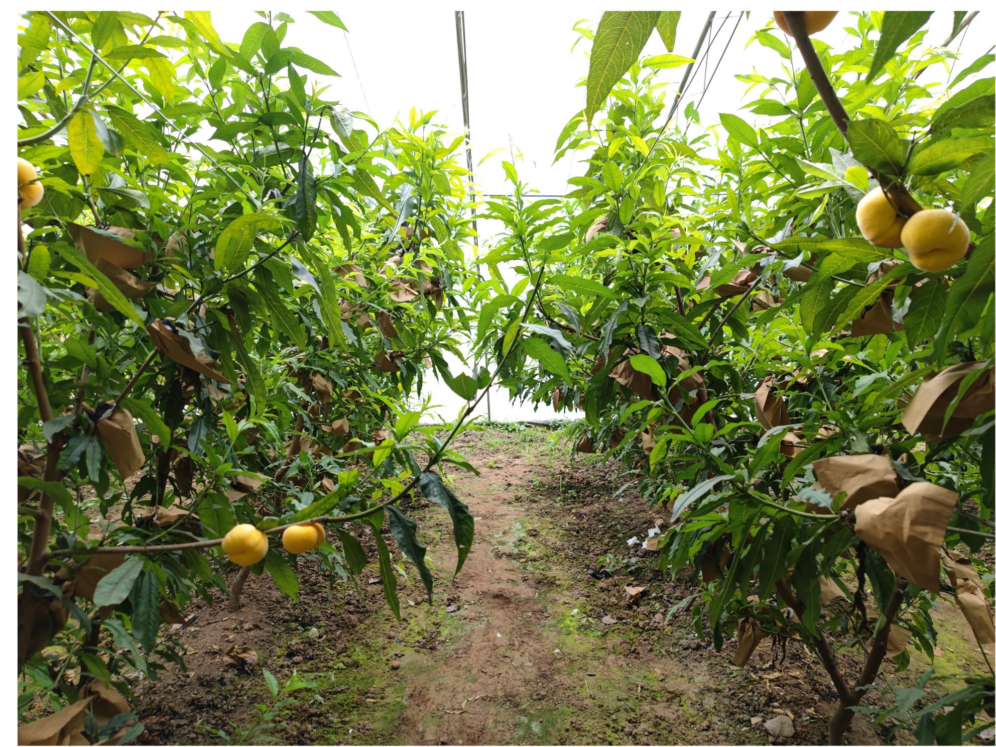 提着篮子穿梭于果园之中,洗一个水灵灵,金黄色的蟠桃,捞起来时还沁着