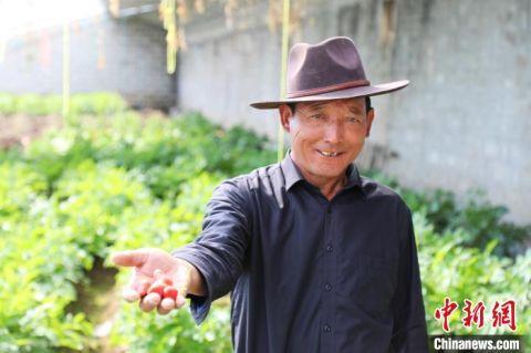 图为山南市乃东区结巴乡多若村村民巴桑次仁与他种植的草莓.