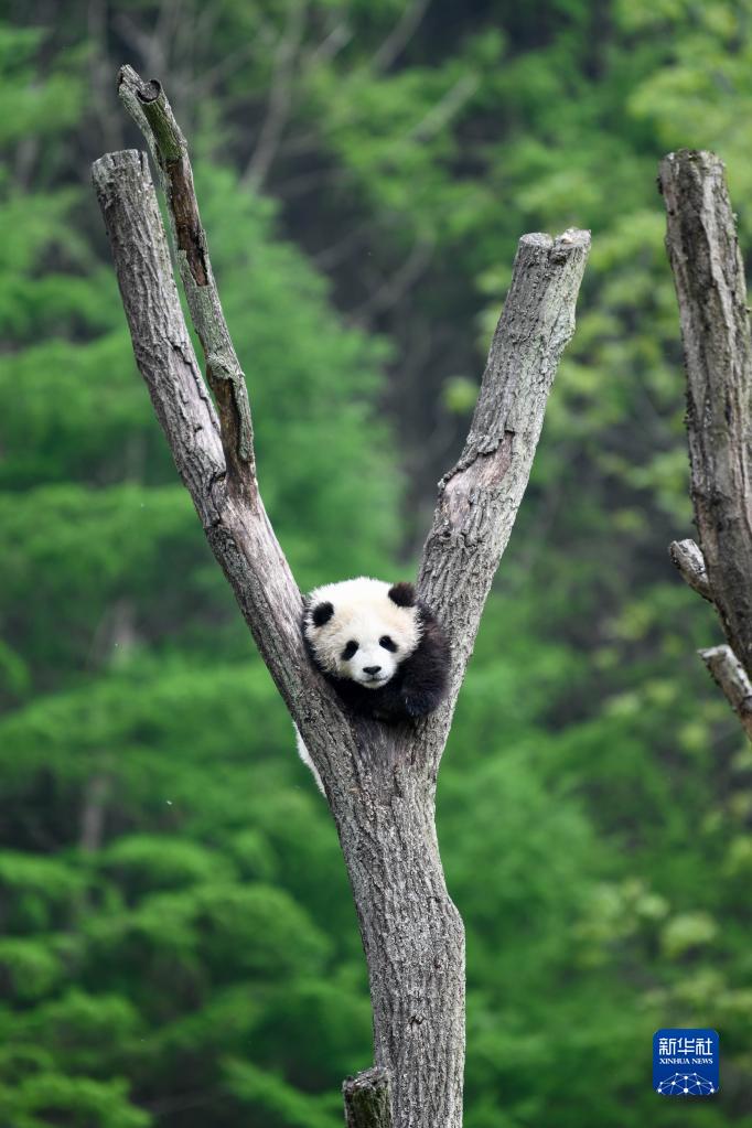 在中國大熊貓保護研究中心臥龍神樹坪基地內,一隻大熊貓在樹上休息