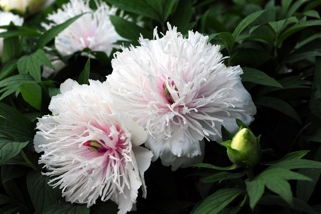 为看30秒排队1小时保安全天守护这株银丝贯顶牡丹有多珍贵