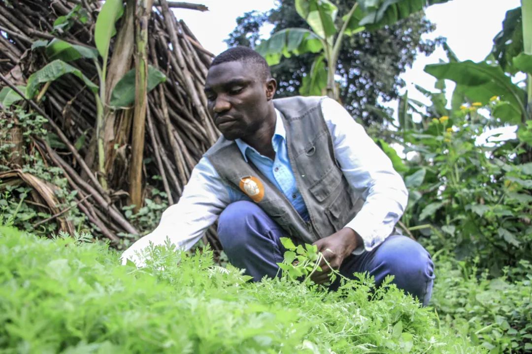 全球连线丨刚果金青蒿博士中国抗疟经验鼓舞着我