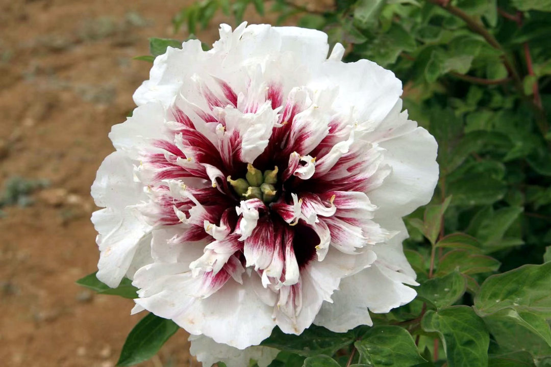 为看30秒排队1小时保安全天守护这株银丝贯顶牡丹有多珍贵