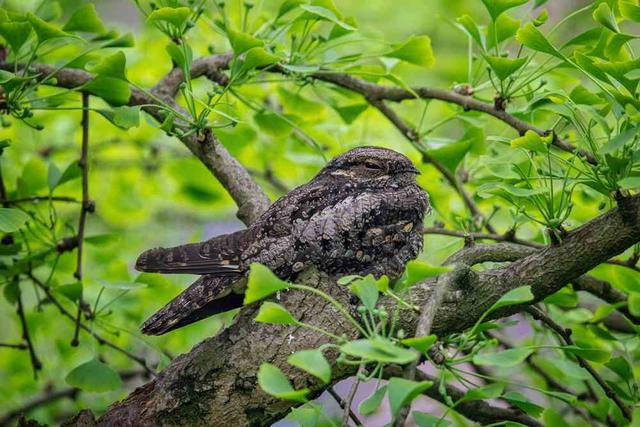 装修闹鬼重庆一小区每天深夜biubiubiu原来是它想要找对象