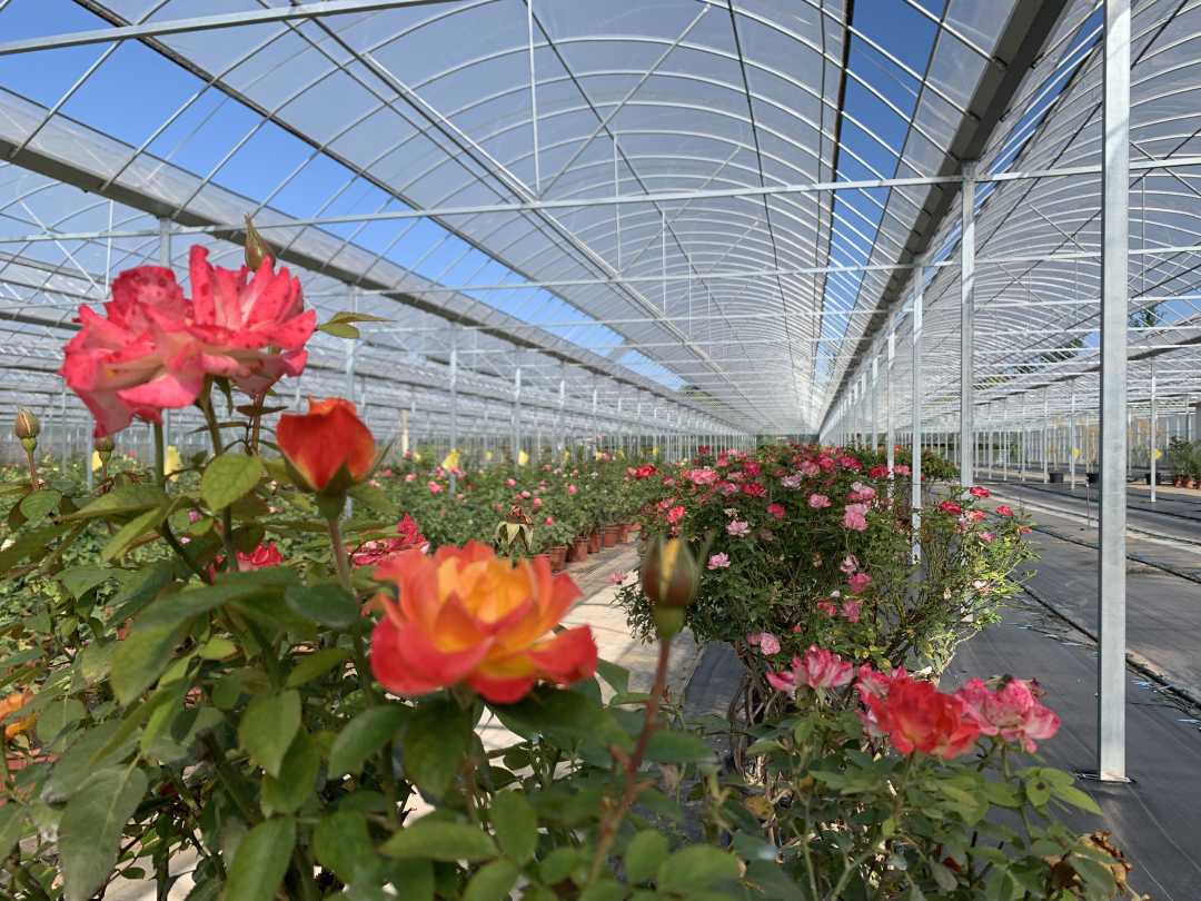 北京纳波湾园艺有限公司专注于月季的种植和研发,图为纳波湾月季园.