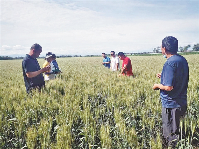 六师农科所粮油科技特派员团队成员在查看小麦长势（资料图片）。张银来 摄
