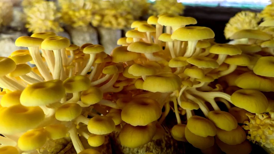 上思乡村振兴路上结出金灿灿的黄金菇