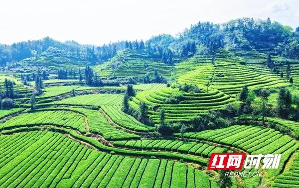 小乡镇大产业①丨常德桃源茶庵铺镇以茶闻名因茶而兴