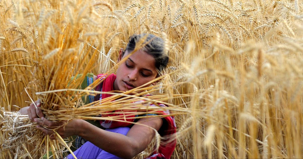一名印度农民正在收获成熟的小麦  图源：AFP