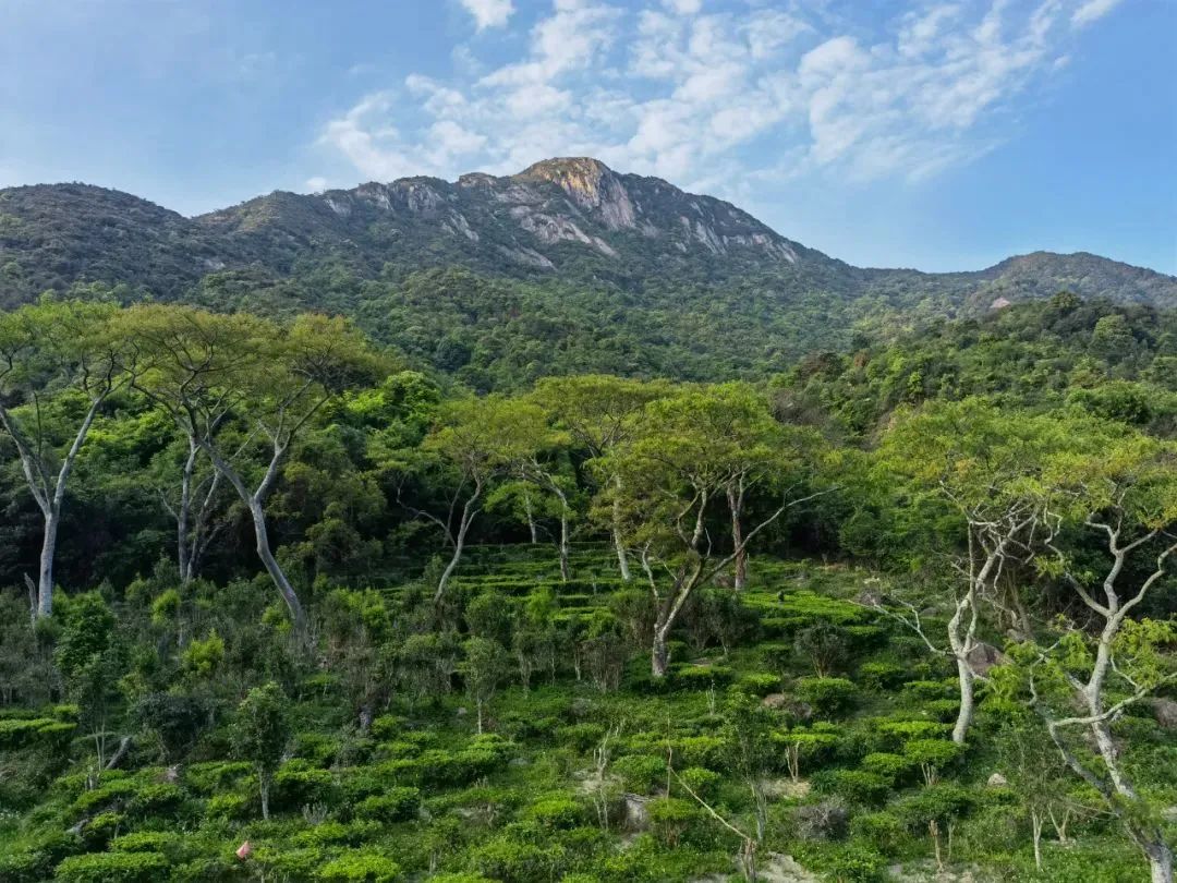 古兜山野化白云茶场江门市双好茶韵农耕研学实践教育基地包括生态茶园