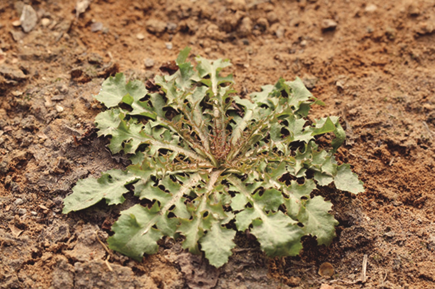 最爱看的是苦碟子