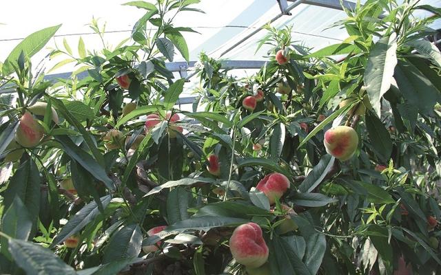 平谷区大力发展现代设施农业大棚果蔬抢鲜上市