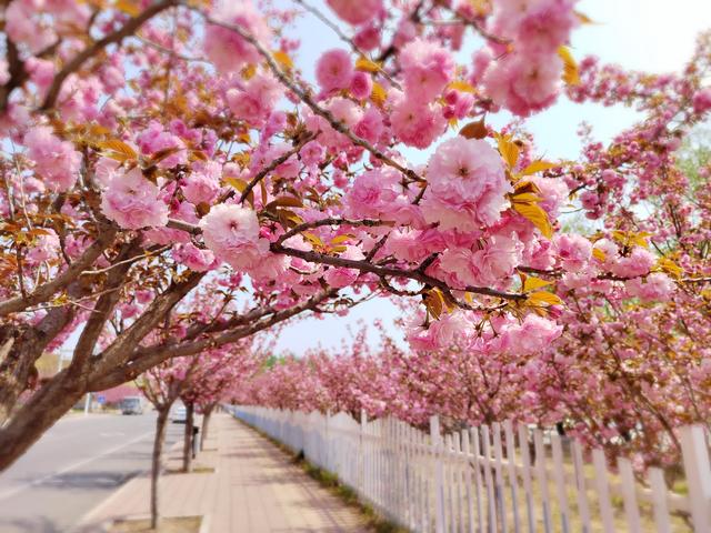 马坊镇樱花大道上,230棵樱花树浪漫绽放,一簇簇粉红的花朵挂满树梢