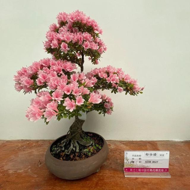 造型盆花number3盆栽杜鹃的养护重点01种植盆栽杜鹃时需要提供微酸性