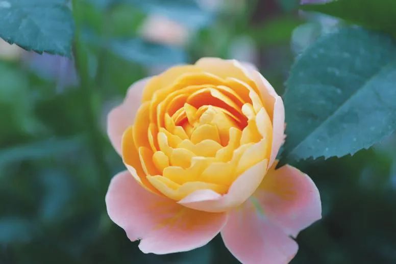 惊艳南阳明星月季图鉴