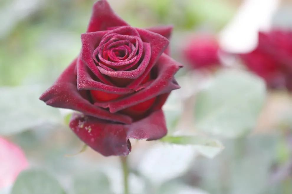 惊艳南阳明星月季图鉴