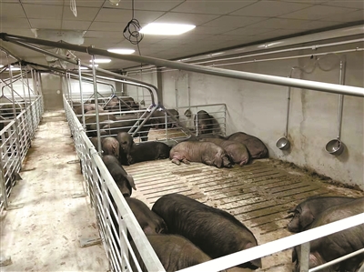 猪住上了楼房.(冯瑄 王岚 摄)