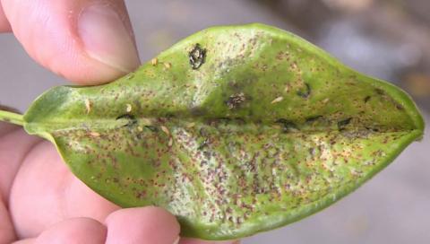 专家指出这些小黑虫为榕管蓟马蓟马中的一种据介绍,榕管蓟马主要寄生