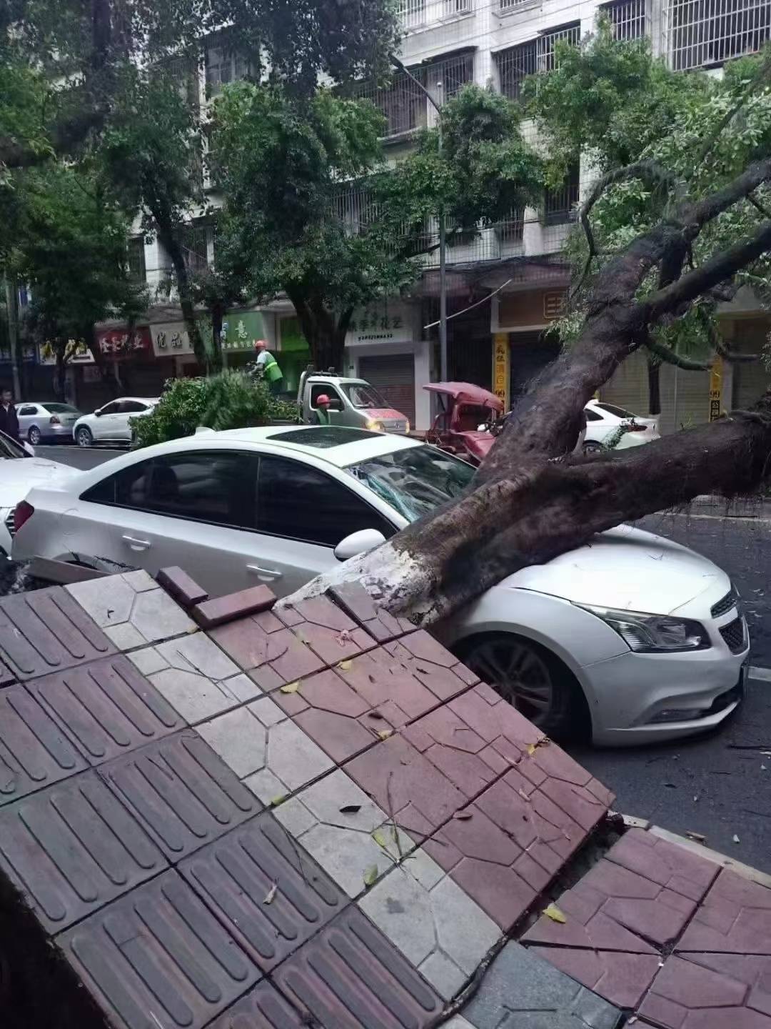 四川资阳遭遇11级大风城区不少树木被连根拔起