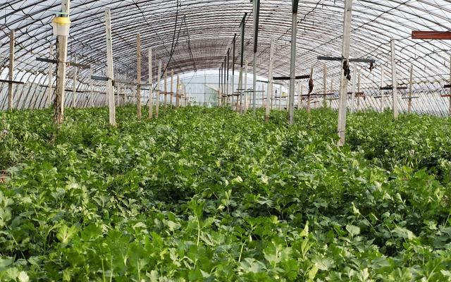 京郊农场田间蔬菜销量翻倍不涨价冬奥菜即将保供市场