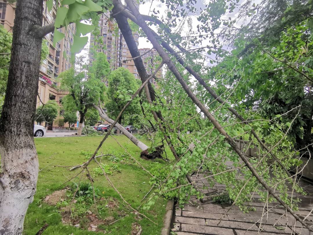 四川资阳遭遇11级大风城区不少树木被连根拔起