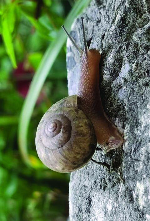 蜗牛也能爬餐桌调查多虑了仅用作宠物粮