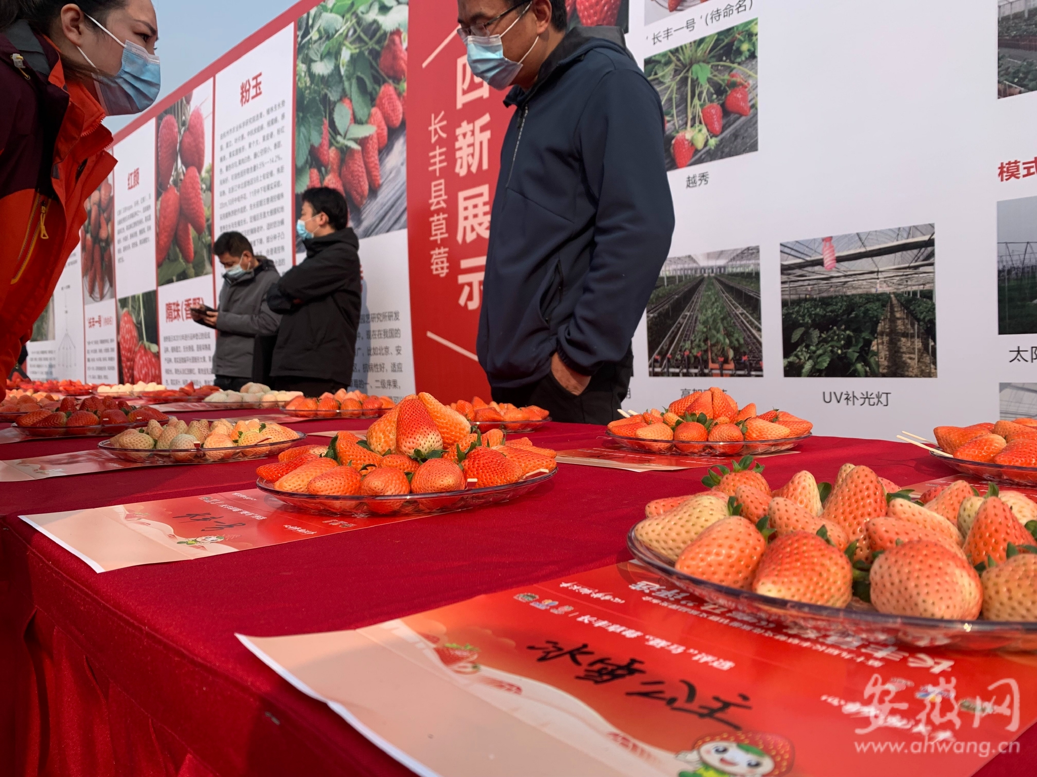 图为今年3月1日开幕的长丰县第十九届草莓文化旅游节