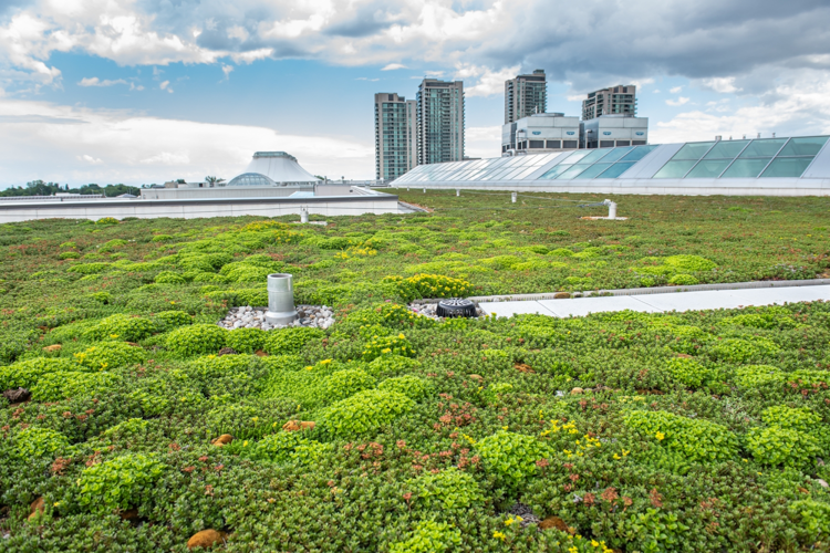 简单拓展式种植屋面由于低荷载,且能适于恶劣环境,维护成本低,生态