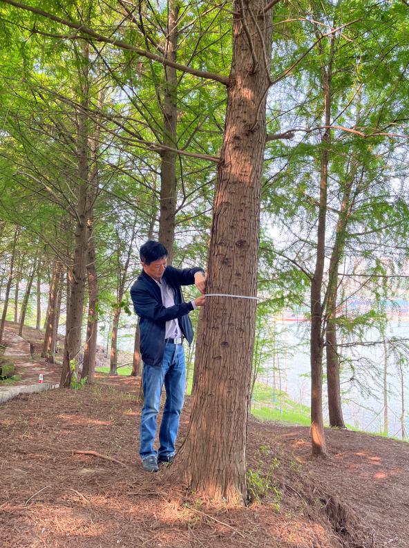 中山杉物候观测,万州区林业科学研究所高级工程师任凭在测量树的胸径