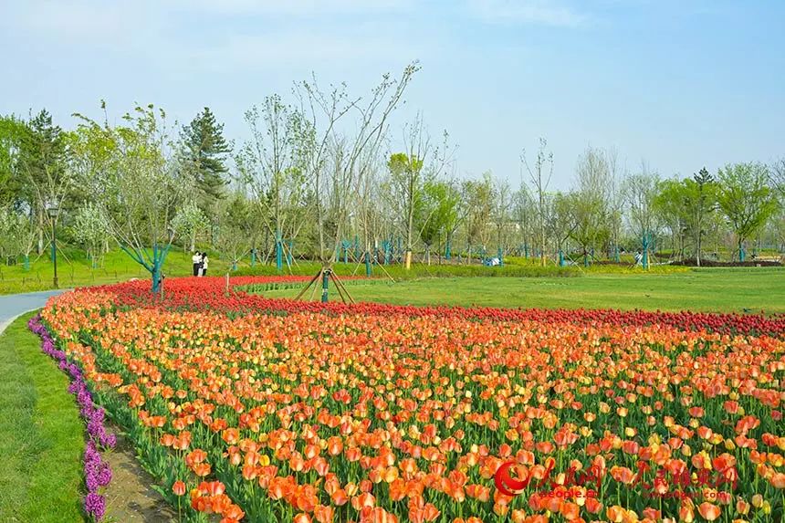 成片的郁金香色彩艳丽,美不胜收.胡忠摄