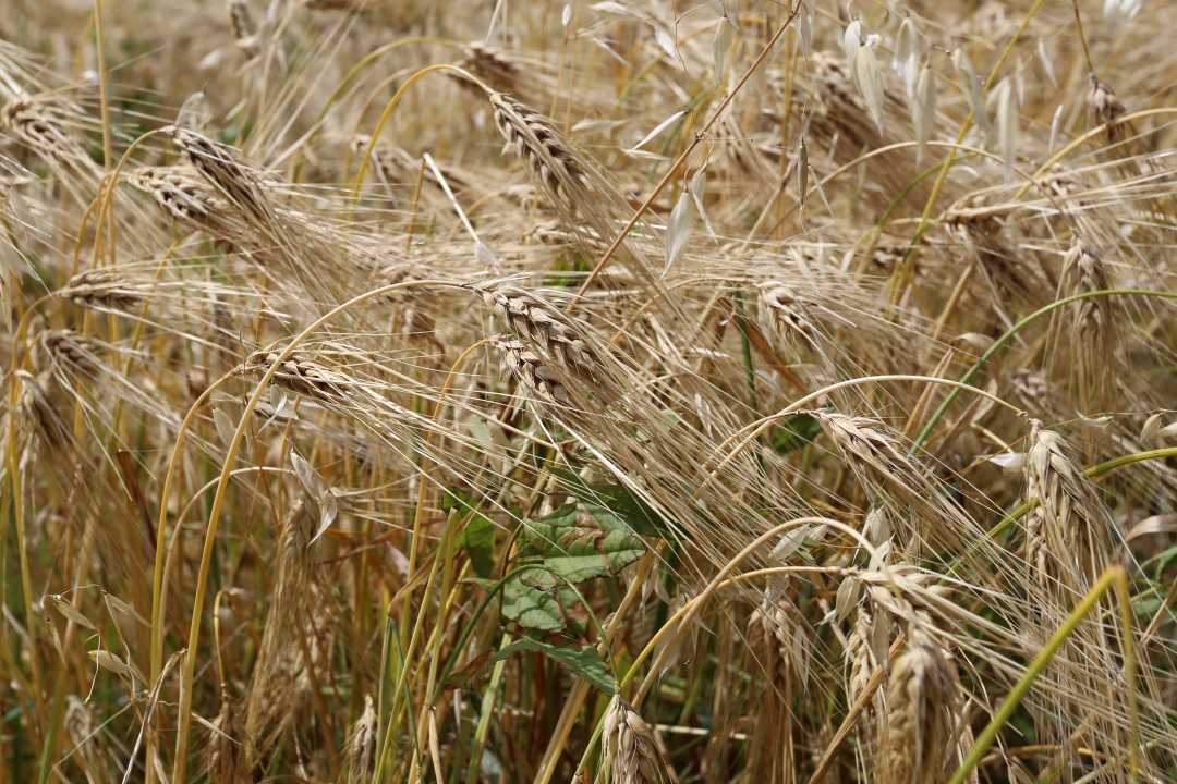 成熟的青稞麦穗.贺建明摄
