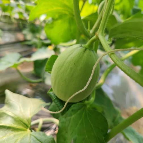 甜瓜结果期绿色减肥  农业专家教你种植技巧