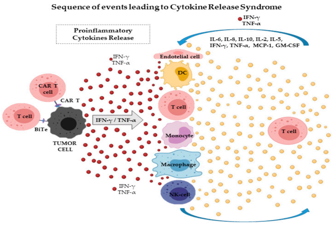 　　CAR - T细胞靶向肿瘤细胞，诱导释放IFN-γ等细胞因子，图源：参考文献