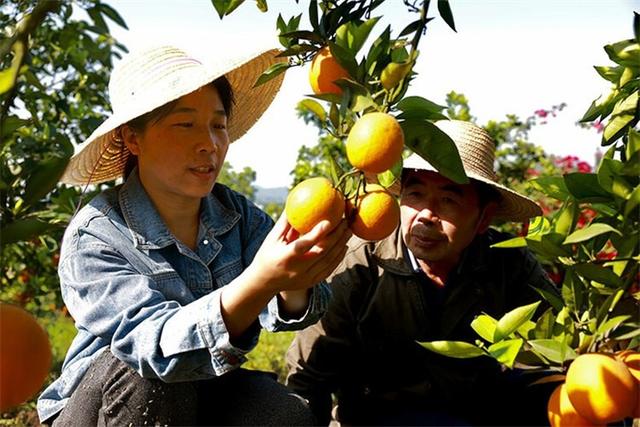 中国梦劳动美李小孟奔走在乡村振兴路上的农艺师