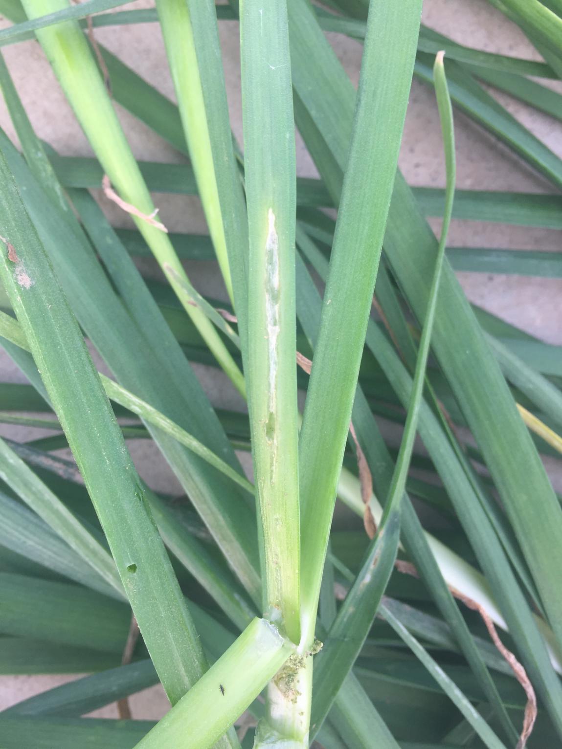 韭菜天敌葱须鳞蛾防治攻略