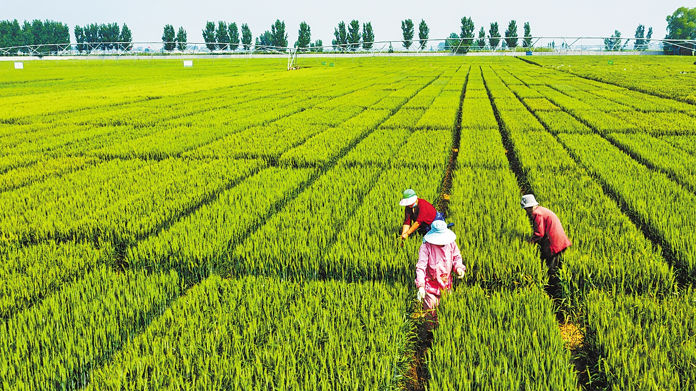 打造中国北方节水优质小麦种业基地