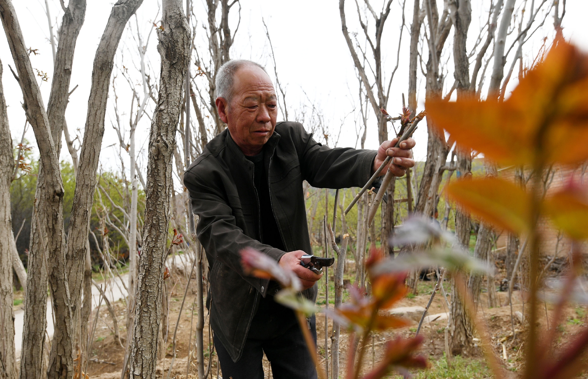 4月30日,河北省涿鹿县武家沟镇上葫芦村农民在采摘香椿芽.