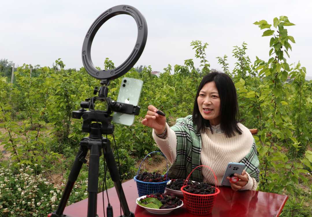 果园直播忙桑葚俏四方