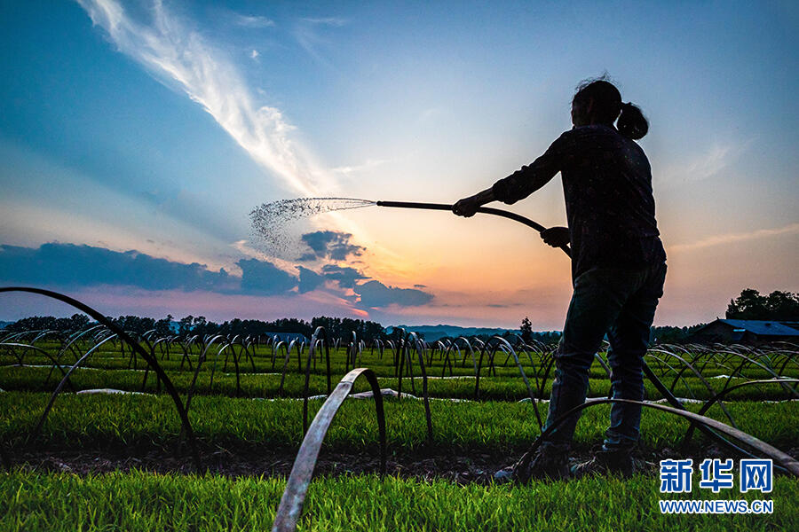 光影里的田间劳动者演绎暮春绝美画面