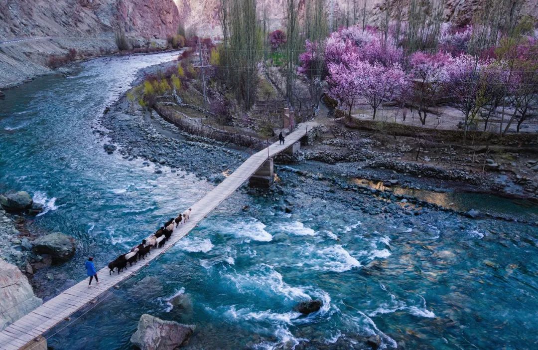 视觉南疆的杏花海又一个被错过的春天
