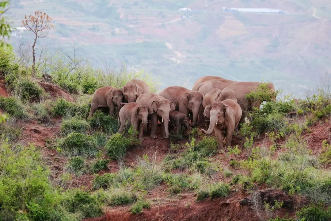 这是2021年6月20日在云南省玉溪市峨山彝族自治县境内拍摄的亚洲象群.