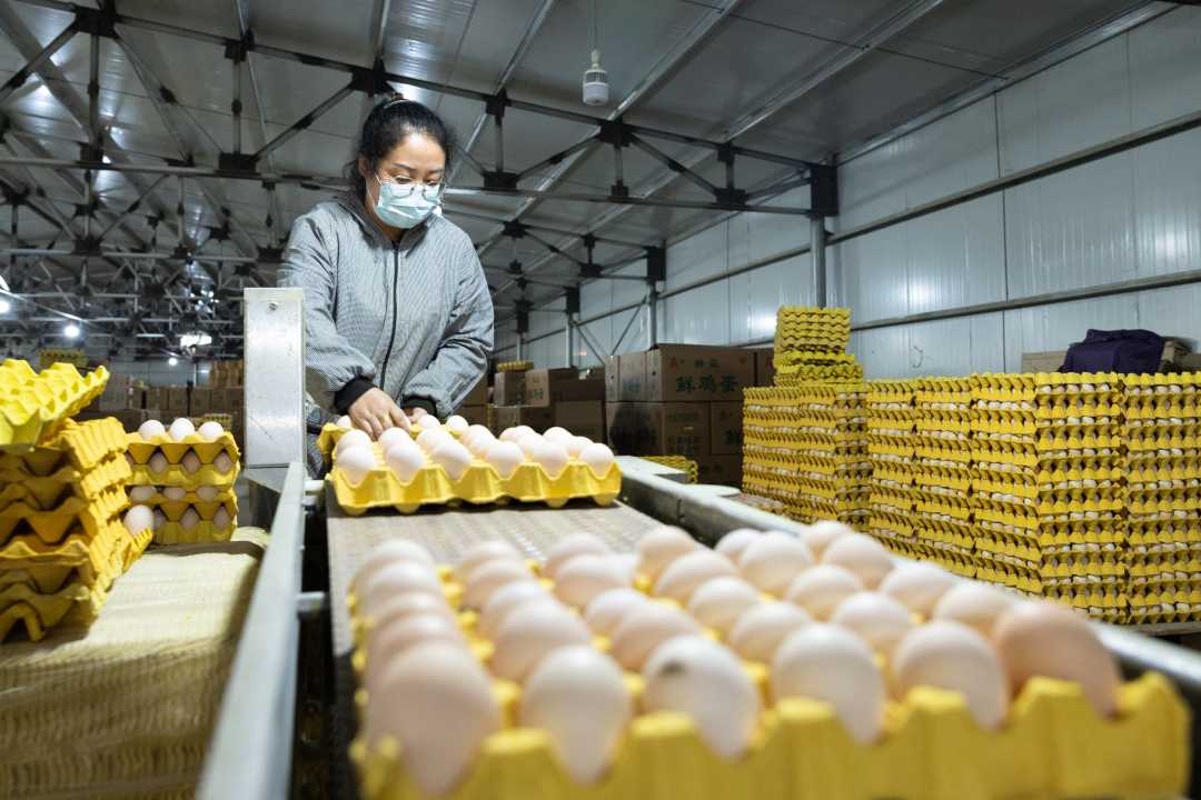在河北边氏农业科技发展有限公司蛋品加工处理车间,工作人员正在整理