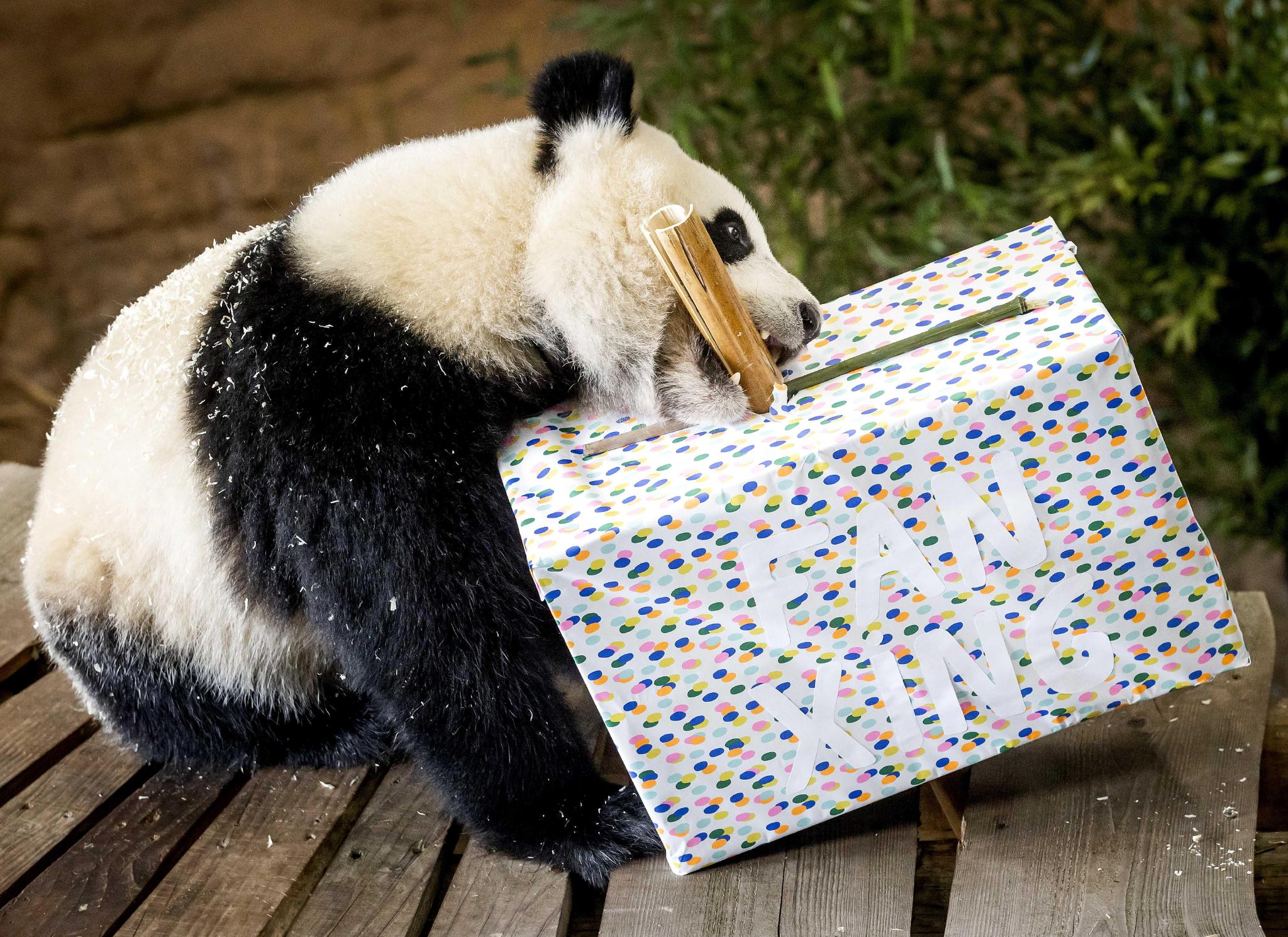 旅居荷兰的大熊猫梵星两岁啦